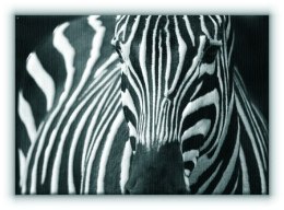 Zebra - Obraz na płótnie