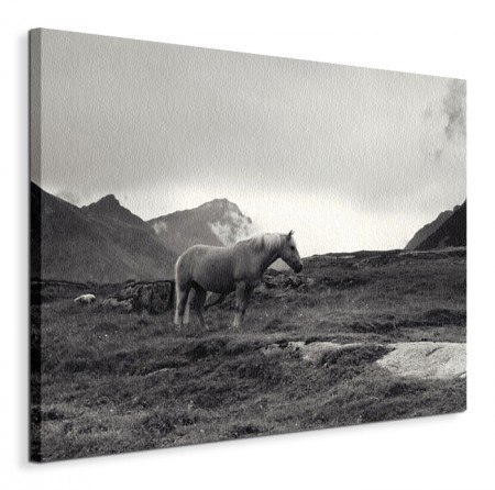 Grazing Together, Lofoten Islands - Obraz na płótnie