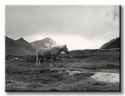 Grazing Together, Lofoten Islands - Obraz na płótnie