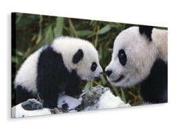Panda Bear With Cub - Obraz na płótnie