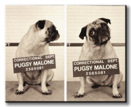 Pugsy Malone - Obraz na płótnie