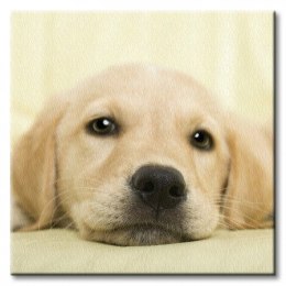 Golden retriever puppy - Obraz na płótnie