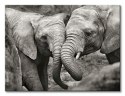 Elephants in Love - Obraz na płótnie