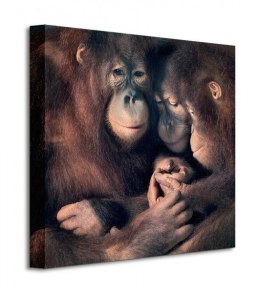 Orangutan Family - Obraz na płótnie