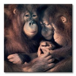 Orangutan Family - Obraz na płótnie