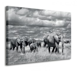 Elephants Of Kenya - Obraz na płótnie