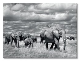Elephants Of Kenya - Obraz na płótnie