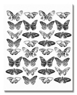 Butterflies - Obraz na płótnie