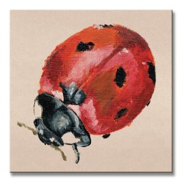 Ladybird - Obraz na płótnie