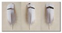 Egyptian Goose Feather Triptych - obraz na płótnie