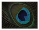 Peacock Feather Eye - obraz na płótnie