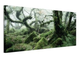 Wistman's Wood, Dartmoor - Obraz na płótnie