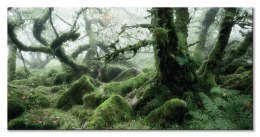 Wistman's Wood, Dartmoor - Obraz na płótnie