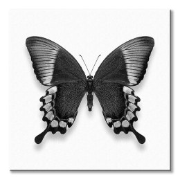 Czarno-biały Motyl - obraz na płótnie