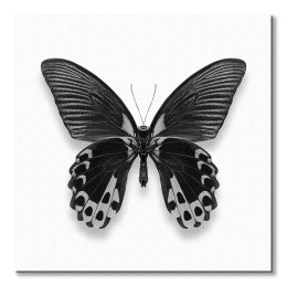 Czarny Motyl - obraz na płótnie