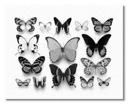 Kolekcja Motyli - obraz na płótnie