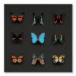 Kolorowe Motyle - obraz na płótnie