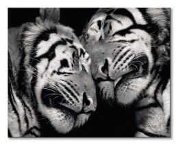 Sleeping Tigers - obraz na płótnie