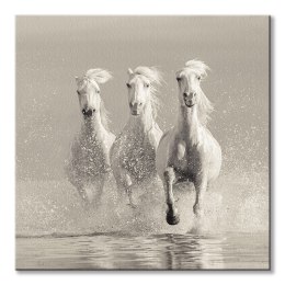 Three White Horses - obraz na płótnie