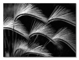 Grass Curls - obraz na płótnie