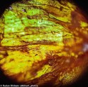 Mikroskop Levenhuk Rainbow 50L PLUS Amethyst\Ametyst
