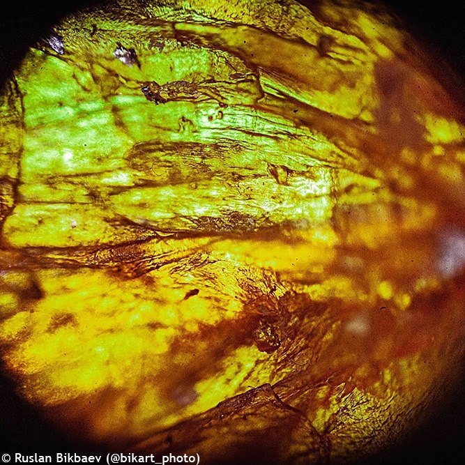 Mikroskop Levenhuk Rainbow 50L PLUS Lime\Limonka